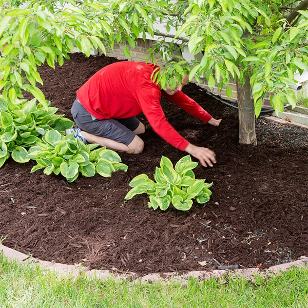 mulch installation can actually deter pests and insects from infesting your garden